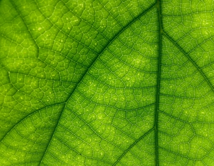 feuille verte